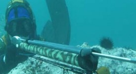 Los secretos de la pesca submarina